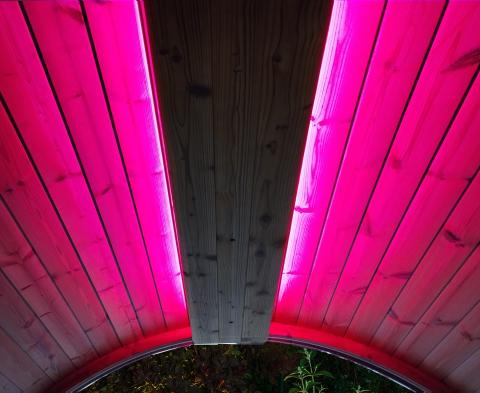 SaunaLife Emood Color Lighting for ERGO Sauna - pink lighting